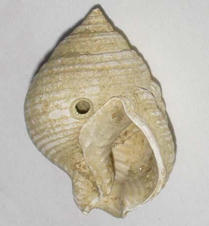 Lithodomus Destrukce