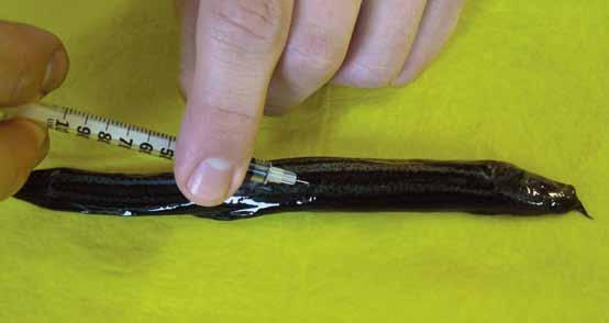 Laboratoř řízené reprodukce ryb působí na dvou místech v Českých Budějovicích.