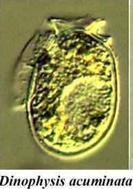 Diarrhetic shellfish