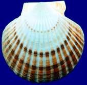 DSP Okadaic acid Patinopecten yessoensis komplexní lipofilní polyether,