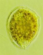 Ciguateric shellfish poisons (CSP)