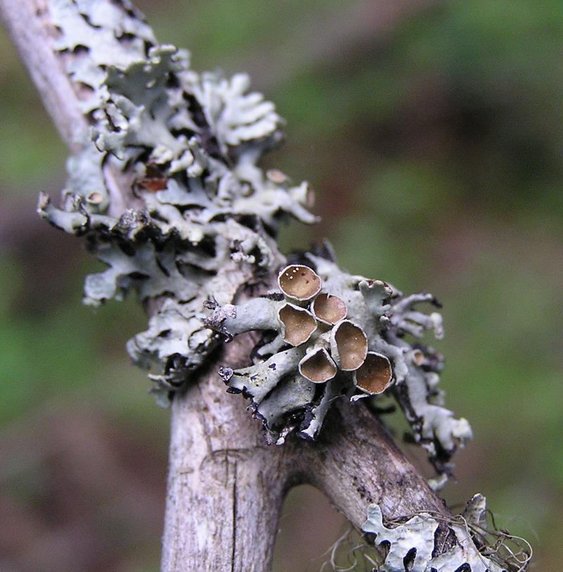 foliose