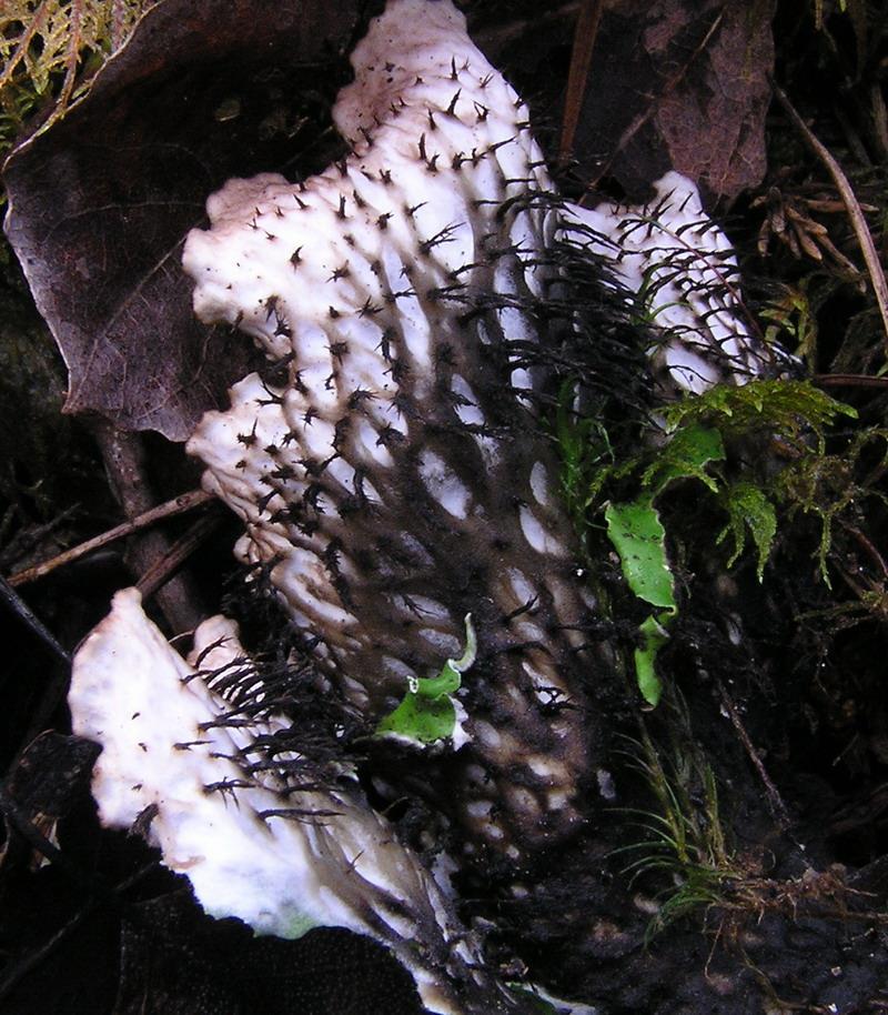 žilky = válcovité