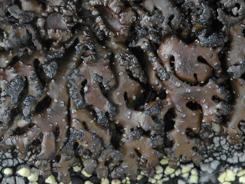 Pseudocyphely (pseudocyfely) a