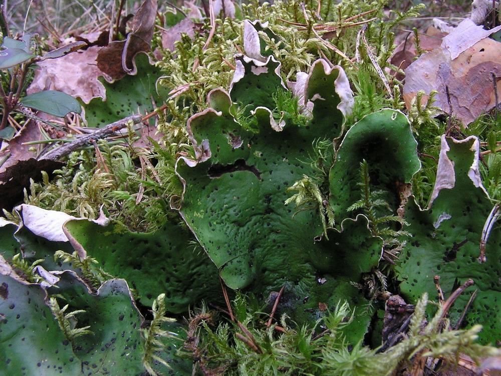 Peltigera