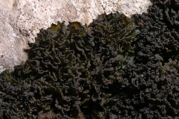 (Collema sp.