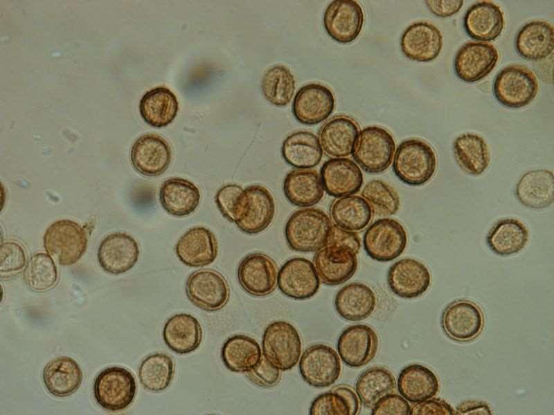 třída: Exobasidiomycetes řád: Tilletiales Tilletia caries (=