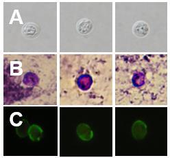 5.6 Morfologie oocyst Cryptosporidium avium U všech vyšetřovaných druhů a věkových kategorií zvířat vnímavých k infekci C. avium jsme mikroskopicky pozorovali vylučované oocysty.