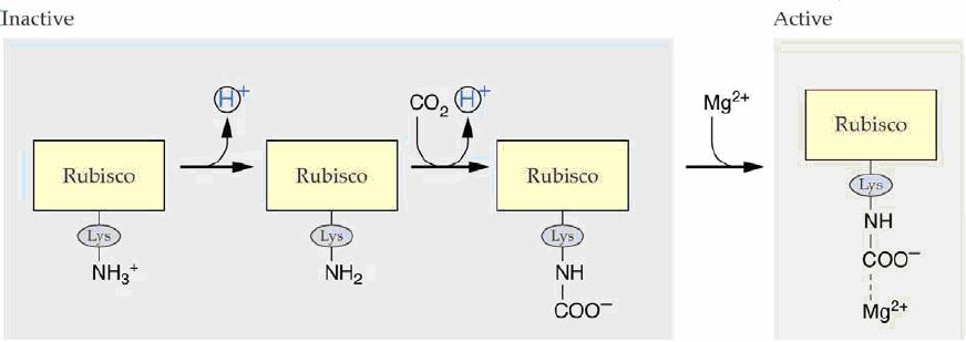 odlišný od CO 2, který je fixován během karboxylace [21]. Enzym Rubisco je zcela aktivován za dostatečného osvětlení a vyšší koncetrace oxidu uhličitého [11]. Obr. 2.8 Spontánní aktivace Rubisco.