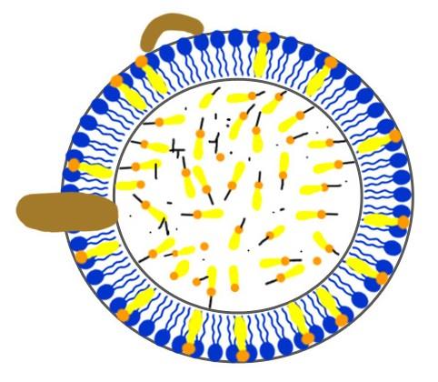 CM Apo C II LPL Účinek LPL na CM volné mastné kyseliny putují přímo do tkání, část se vrací do plasmy lipoproteinová lipasa štěpí TG na