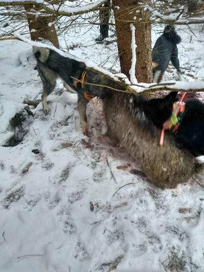Tato akce byla se vším všudy, tak jak má být. Byla i s činiteli, které nemůže pořadatel ovlivnit a to je počasí, zvěř. Prostě paráda.