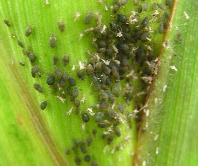 septempunctata Obr. 5.