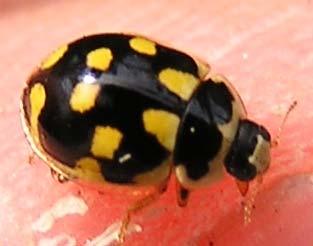Obr. 7. Imago P.