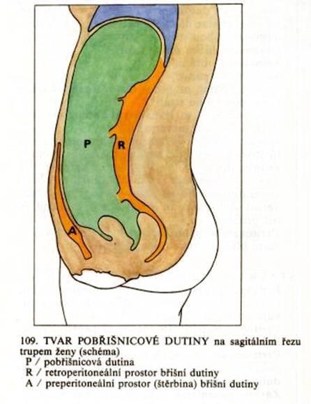 Základní členění břišní dutiny cavitas peritonealis (pobřišnicová dutina) spatium