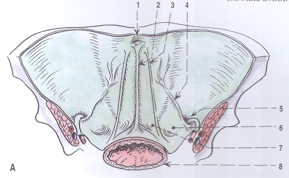 Přední břišní stěna zezadu plica umbilicalis mediana fossa supravesicalis plica umbilicalis medialis fossa