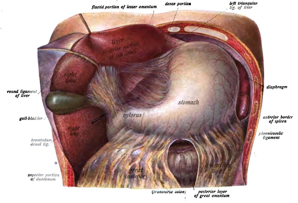 Omentum minus (Malá předstěra) široká řasa pobřišnice (duplikatura peritonea) vývojový zbytek po nejdorzálnější části mesogastrium ventrale přechází na přední a zadní plochu žaludku a orální 2 cm