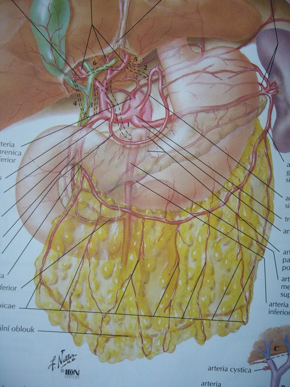 truncus coeliacus a. hepatica communis a. gastroduodenalis a. gastroomentalis dextra truncus coeliacus a. splenica a. gastroomentalis sinistra arcus gastroomentalis Hyrtli = anastomóza mezi a.