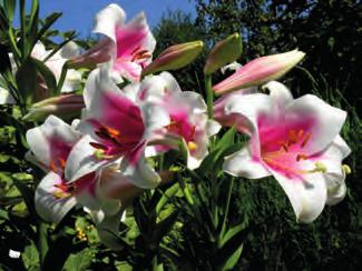 16211 MONSELLA Nejnovější kříženci orientálních hybridů s Lilium