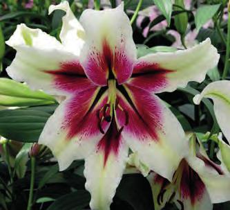velmi elegantní trubky, velikost 16/18 cm 7 NOVINKA 9162 NOVINKA Zeba