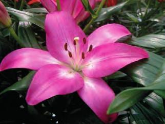 16211 MONSELLA Jedná se o křížence asijských hybridů s Lilium longiflorum.