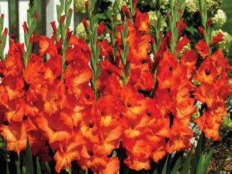 okraje, velmi bohatě kvete, balení 5hlíz velikosti 12/14 cm 8-9 NOVINKA 9214