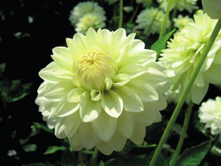 dekorativní květ o průměru 10-15 cm 9425 Prospero středně růžová,