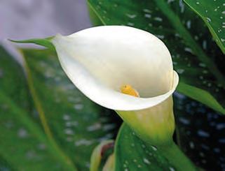Barevné kaly vznikly křížením druhů Zantedeschia rehmanii a pentlandii.