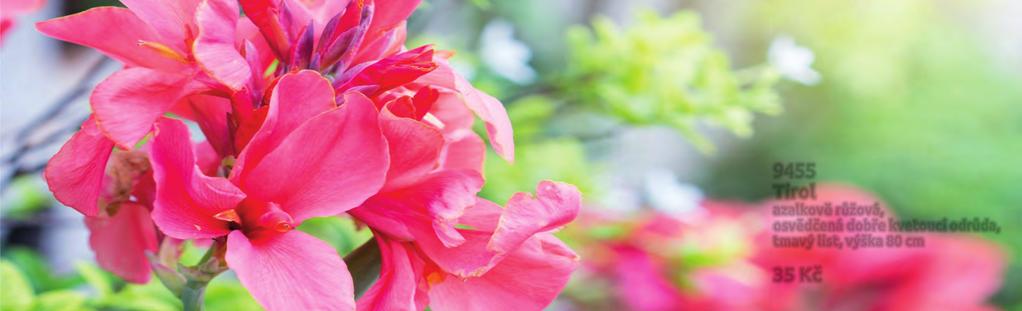 Dosny (Canna indica) pro jasné působivé květy a velké dekorativní listy používáme