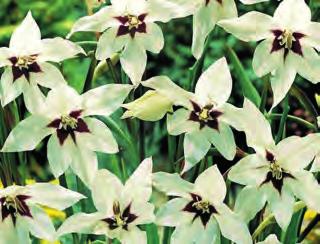 hvězdicové květy s tmavou skvrnou, pěstujeme jako mečíky, balení 10 ks 9464 Eucomis bicolor