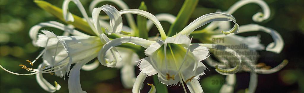 16/+ cm 50 80 9462 Agapanthus Dr.