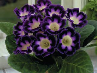 okrajem, balení 1 ks hlízy průměru 6/+ cm 9468 Gloxinia Blanche de Meru volíme teplé, světlé a vzdušné místo,