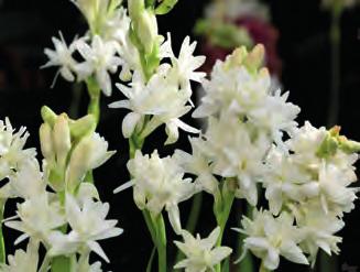 Kč 50 9479 Scadoxus multiflorus krvokvět s nevšedním okolíkem drobných kvítků v létě,