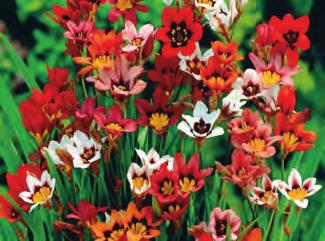 montbrécie, kvete raně, balení 5 ks o velikosti - obvod 10/+ cm 8-9 9480 Sparaxis tricolor