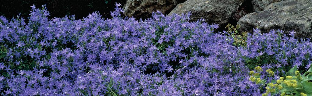 slunci, K 9 9511 Campanula cochleariifolia Blue zvoneček s drobnými