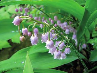 Convallaria majalis Rosea odrůda konvalinky se světle růžovým kvítkem, v