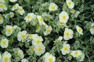 stálezelený polokeřík, K 9 6-8 20 9519 Iberis sempervirens Snow štěničník je stálezelená