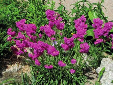 SKALNIČKY strana 32 9526 Platycodon grandiflorus Astra Blue boubelík či zvonkovec s