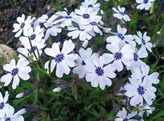 polostínu, nutná propustná půda, K 9 5-6 9525 Phlox subulata Mc Daniel s Cushion