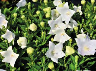 Phlox subulata Bavaria plamenka s bílým květem a modrým očkem tvoří stálezelené