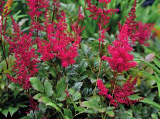 Astilbe arendsii Ametyst jemné květní klasy v krásném jasném růžovofialovém