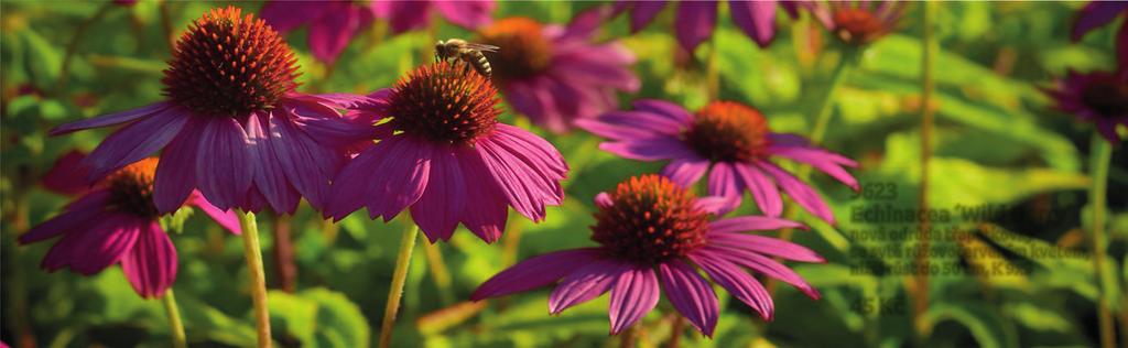Třapatkovka (Echinacea), dříve označovaná jako třapatka nebo rudbekie (Rudbeckia), je pěstitelům trvalek velmi