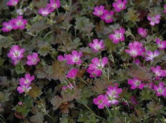 bohatě výraznými červenožlutými květy, nutná propustná půda, K 8x8 9624 Epimedium x perral.