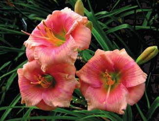 TRVALKY strana 38 9632 Hemerocallis El Desperado žlutá denivka s velkým červeným okem, plochý květ se