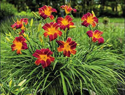 2-3 40 NOVINKA 9633 Hemerocallis Every Red Ribs červená překrývá podkladou žlutou, zakrslejší stěsnaně