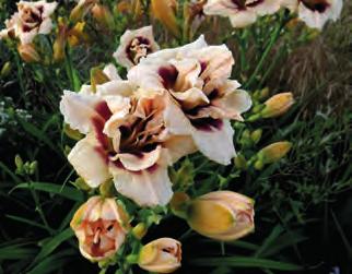 jícnem, průměr květu 14 cm, prostokořenná sazenice 55 Kč 7 45 9640 Helenium autumnale Helena
