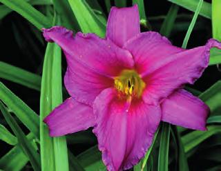bujná kulisová trvalka,k 8x8 80 9638 Hemerocallis Roswitha plné lososově krémové květy s
