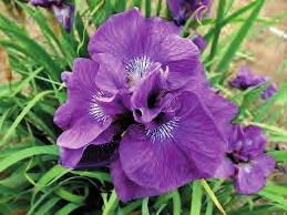 16211 MONSELLA TRVALKY strana 41 9653 Paeonia Bartzella žluté plné květy s oranžočerveným středem,