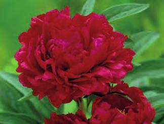 sazenice 55 Kč 75 Kč 70 NOVINKA 9655 Paeonia Red Magic sametově sytě rudočervená, velké květy