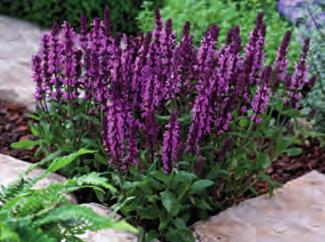 60 9659 Salvia x superba New Dimensoin Rose šalvěj nádherná s množstvím růžových