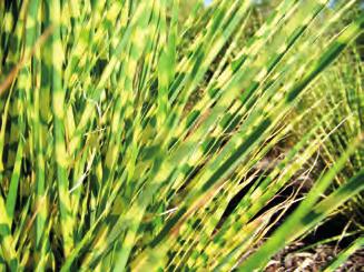 panašovaných listů do výšky 30 cm, sázíme do vhlčí půdy do polostínu, silná sazenice v K 9x9 45 Kč 9702 Festuca